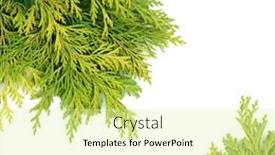  Presentation with new season - Slide set consisting of holly-cedar-cypress-leylandii-fir background and a blonde colored foreground