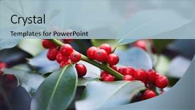  Presentation with holly - Beautiful PPT theme featuring holly leaves and berries close backdrop and a light blue colored foreground