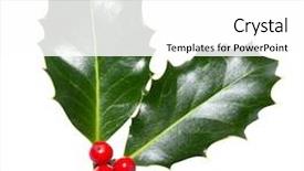  Presentation with holly - Slides consisting of holly leaves and berries isolated background and a white colored foreground