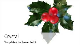  Presentation with holly - Amazing presentation having holly leaves and berries isolated backdrop and a white colored foreground