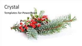  Presentation with holly - Slides featuring holly leaves and berries with a pine branch on a white background background and a white colored foreground