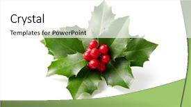  Presentation with holly - Beautiful PPT layouts featuring holly leaves decoration with red backdrop and a white colored foreground
