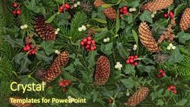  Presentation with flora fauna - Audience pleasing presentation consisting of holly mistletoe and ivy backdrop and a tawny brown colored foreground