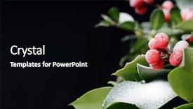 Presentation with holly - Amazing theme having holly with snow on black backdrop and a black colored foreground