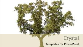 Presentation with oak - Presentation theme enhanced with holm-oak-isolated-on-white background and a yellow colored foreground