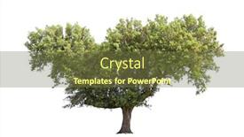  Presentation with oak - Amazing presentation theme having holm-oak-isolated-on-white backdrop and a tawny brown colored foreground