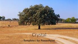  Presentation with oak - PPT theme having holm-oak-quercus-ilex background and a coral colored foreground