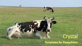  Presentation with agriculture black and white cow - PPT theme with holstein - black and white cows lying background and a tawny brown colored foreground
