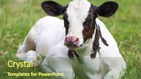  Presentation with pasture - Cool new presentation theme with holstein - calf on the pasture backdrop and a tawny brown colored foreground