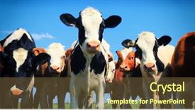  Presentation with toroidal field - PPT theme consisting of holstein - calves on the field background and a tawny brown colored foreground
