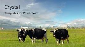  Presentation with field - Cool new theme with holstein - calves on the field backdrop and a light blue colored foreground