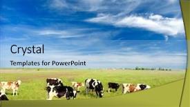  Presentation with field - Cool new PPT layouts with holstein - calves on the field backdrop and a light blue colored foreground
