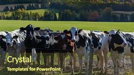  Presentation with cattle - Slide deck having holstein cattle in a rural background and a  colored foreground