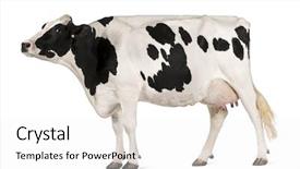  Presentation with dairy cow - Presentation having holstein cow 5 years old background and a white colored foreground