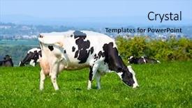  Presentation with pasture - PPT theme enhanced with holstein cow grazing at pasture background and a light blue colored foreground