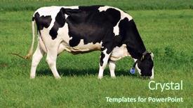  Presentation with grazing - Amazing theme having holstein cow grazing on grass backdrop and a tawny brown colored foreground