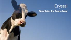  Presentation with cow - Slide set featuring holstein-cow-over-blue-sky background and a ocean colored foreground