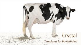  Presentation with cow - PPT theme having holstein cow pooping 5 years background and a cream colored foreground