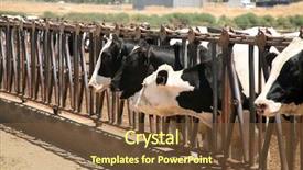  Presentation with black - Presentation theme having holstein cows black and white background and a tawny brown colored foreground