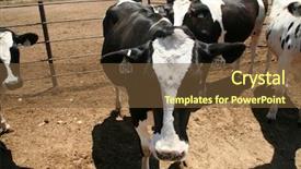  Presentation with white holstein friesian dairy cow - Audience pleasing presentation consisting of holstein cows black and white backdrop and a tawny brown colored foreground