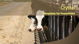  Presentation with farm - Presentation enhanced with holstein cows black and white background and a tawny brown colored foreground