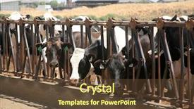  Presentation with black - PPT theme consisting of holstein cows black and white background and a tawny brown colored foreground