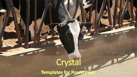  Presentation with farm - Beautiful presentation featuring holstein cows black and white backdrop and a coral colored foreground