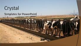  Presentation with farm - Colorful PPT theme enhanced with holstein cows black and white backdrop and a light blue colored foreground