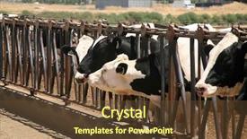  Presentation with farm - Amazing PPT theme having holstein cows black and white backdrop and a tawny brown colored foreground