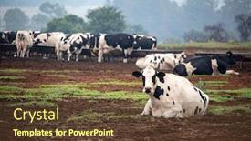  Presentation with farmland - Cool new presentation theme with holstein-cows-on-the-farmland backdrop and a tawny brown colored foreground