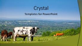  Presentation with white holstein friesian dairy cow - Beautiful PPT layouts featuring holstein friesian cattle at pasture backdrop and a light blue colored foreground