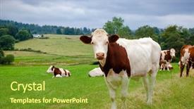  Presentation with pasture - Audience pleasing PPT theme consisting of holstein friesian cattle at pasture backdrop and a tawny brown colored foreground