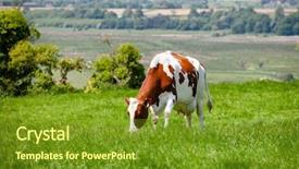  Presentation with pasture - Colorful slide set enhanced with holstein friesian dairy cattle backdrop and a tawny brown colored foreground