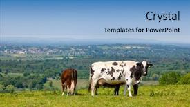  Presentation with pasture - Slide deck having holstein friesian dairy cattle background and a light blue colored foreground