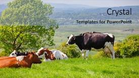  Presentation with dairy - Presentation theme having holstein friesian dairy cattle background and a light blue colored foreground
