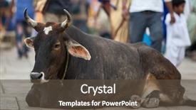  Presentation with cow - Audience pleasing slide set consisting of holy - cow lies in the middle backdrop and a tawny brown colored foreground
