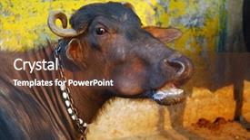  Presentation with cow - Audience pleasing theme consisting of hinduism free - holy cow with yellow wall backdrop and a tawny brown colored foreground