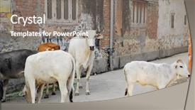  Presentation with hinduism - PPT layouts featuring hinduism free - holy cows in the streets background and a gray colored foreground