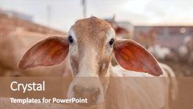  Presentation with hindu - Beautiful slides featuring holy hindu city vrindavan india backdrop and a coral colored foreground