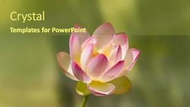  Presentation with lotus flower - Theme with lotus flower in full bloom background and a tawny brown colored foreground
