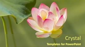  Presentation with lotus flower - Colorful slides enhanced with lotus flower in full bloom backdrop and a tawny brown colored foreground