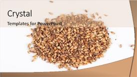  Presentation with grains - Colorful presentation theme enhanced with mout - close photo up of malt backdrop and a lemonade colored foreground