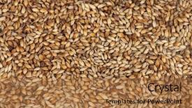  Presentation with grains - Slide set consisting of mout - malt grains closeup background and a coral colored foreground