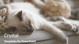  Presentation with new cold room storage - Slide deck with home closing - color-point cat lying background and a gray colored foreground