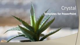  Presentation with aloe vera - Audience pleasing slides consisting of home-decor-style-with-potted backdrop and a gray colored foreground
