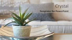  Presentation with aloe vera - Theme featuring home-decor-style-with-potted background and a light gray colored foreground