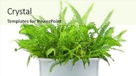  Presentation with fern - PPT layouts enhanced with home fern isolated on white background and a soft green colored foreground