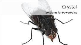  Presentation with fly - Slide deck featuring home-fly isolated on white background and a white colored foreground
