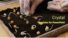  Presentation with vegetable garden - PPT theme featuring home-garden-for-seed-planting background and a wine colored foreground