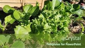  Presentation with home garden - Presentation having home-garden-with-pak-choy background and a tawny brown colored foreground